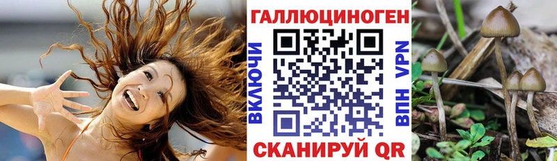 Галлюциногенные грибы Psilocybine cubensis  Заинск 
